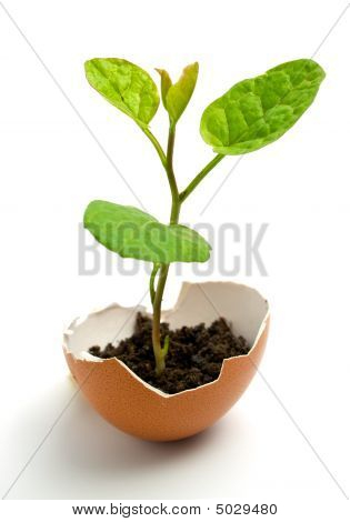 Erba