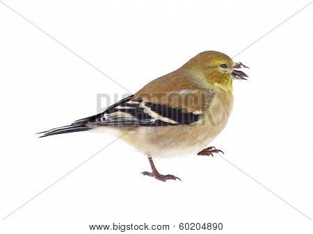 American Goldfinch Isolated