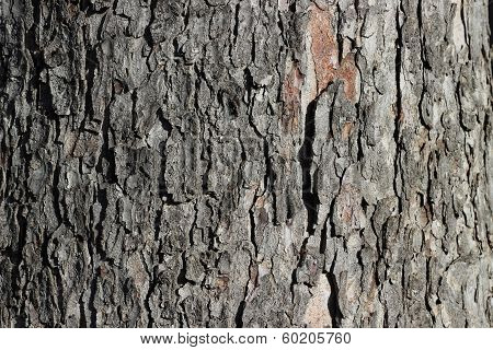Wood Texture