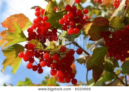 Viburnum Opulus