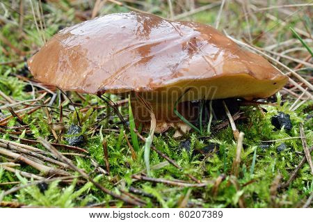 Mushroom Suillus Luteus