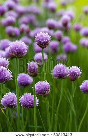 A Field of Chives