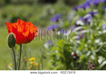 Red poppy & bud