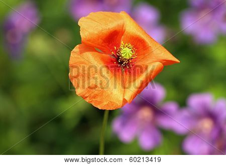 Red Poppy