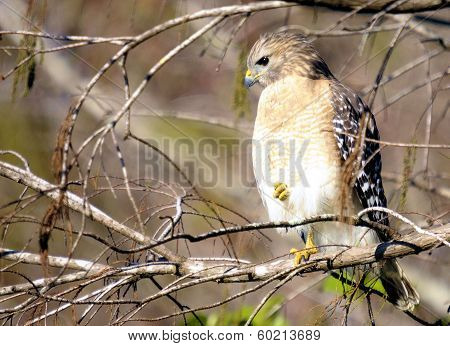 Watchful Hawk