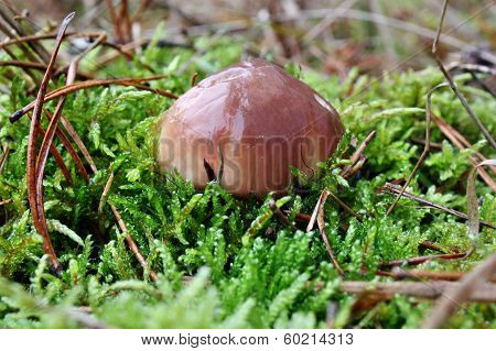 Mushroom Suillus Luteus