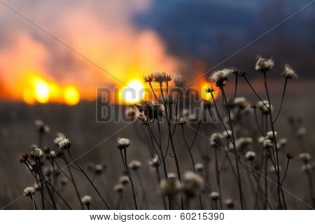 Fire In The Field