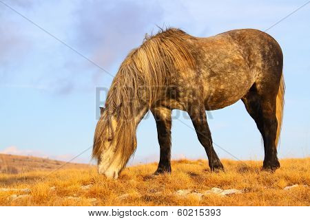 White Wild Horse Grazing Grass