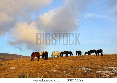 Wild Horses Grazing On Montain