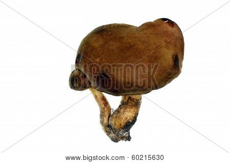 Bolete Mushrooms