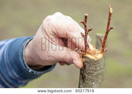 gardening work in spring time
