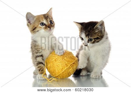 Playful Kittens