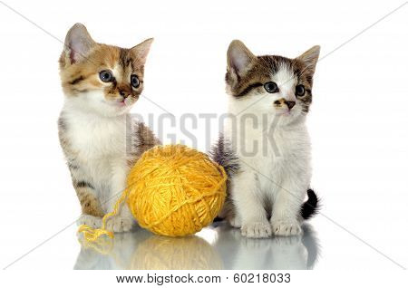 Playful Kittens
