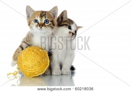 Playful Kittens