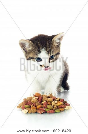 Little Kitty Eating