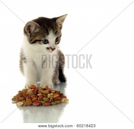 Little Kitty Eating