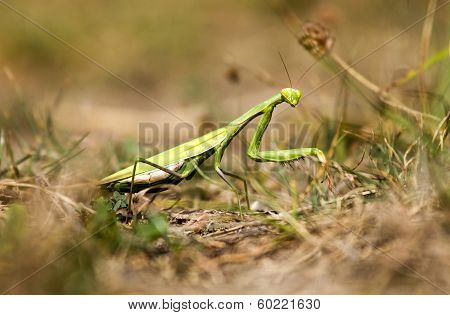 Mantis