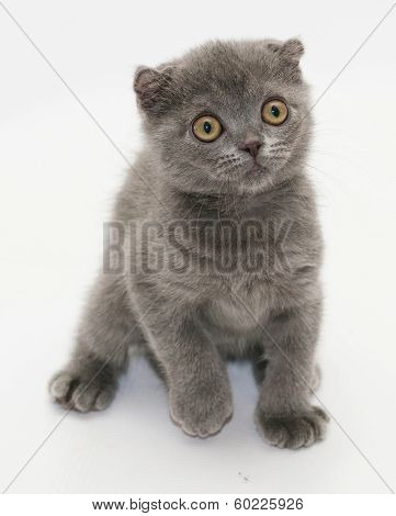 Small Blue Kitten Scottish Fold Frightened Backtracking