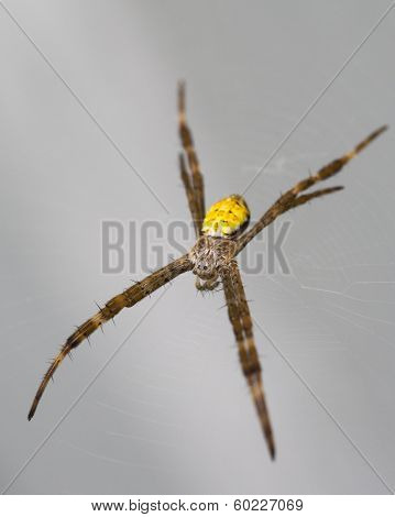 Hawaiian Garden Spider