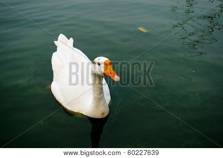 Goose Floating On Water