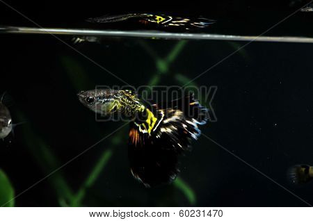 Guppy Multi Colored Fish