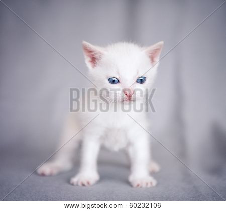 adorable white kitten over gray background 