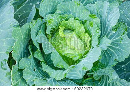 A Head Of Cabbage