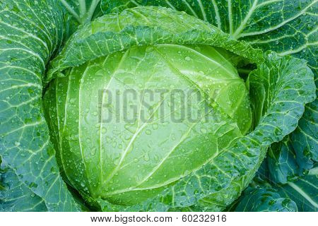 A Head Of Cabbage