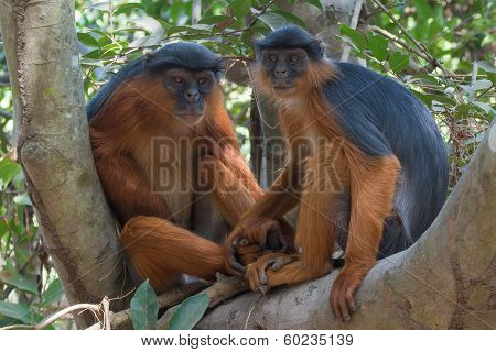 Lovely Western Red Colobus Monkey Couple Holding Hands