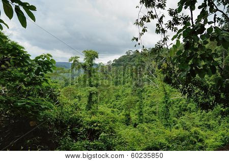 Cambodian Jungle