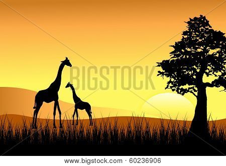 Sunset with Mom & Baby Giraffe