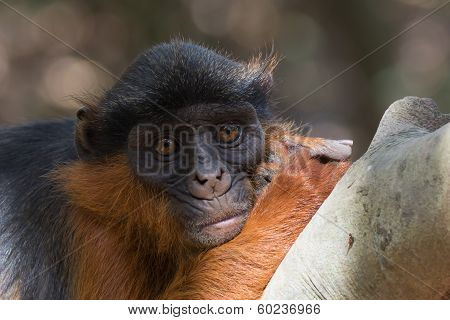 Western Red Colobus Monkey At Rest