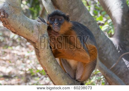 Western Red Colobus Monkey At Rest