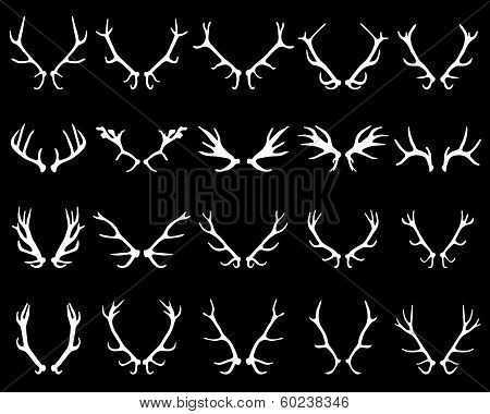 Deer's antlers