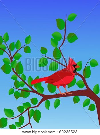 Red Cardinal In A Summer Tree
