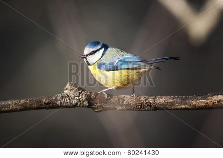 Bluetit (parus Caeruleus) Perched On A Branch