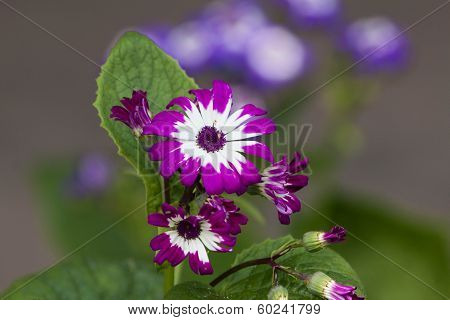 Garden Flowers