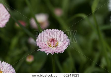 Garden Flowers