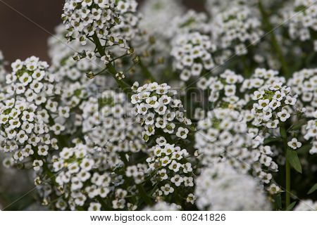 Garden Flowers