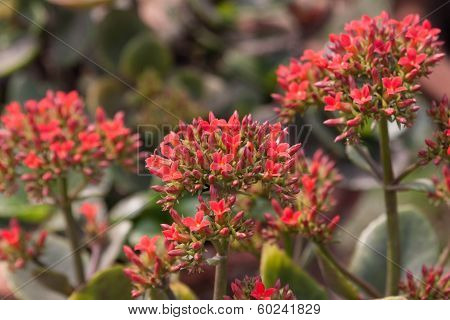 Garden Flowers