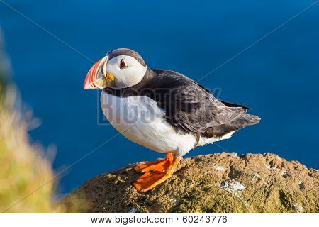 puffin