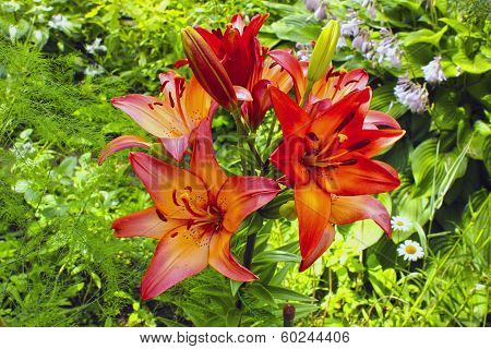 Many Flowers And Buds Of Red And Orange Lilies
