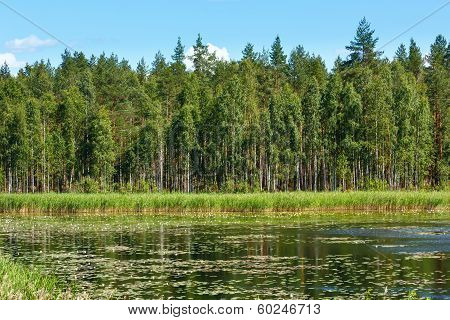 Lake Ruotsalainen Summer View (finland).