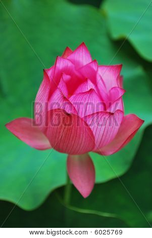 Lotus Flower Bud
