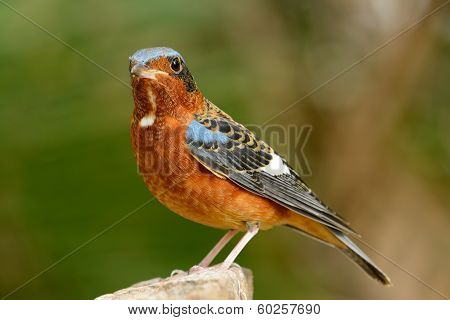 White-throated Rock-thrush
