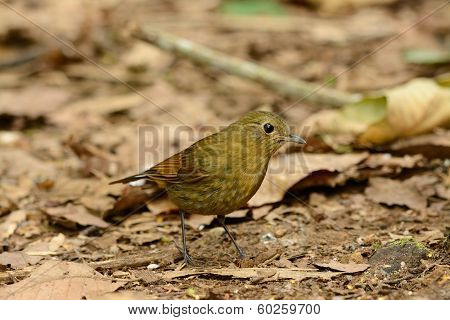 Female White-tailed Robin