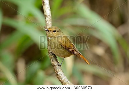 Female Rufous-bellied Niltava (niltava Sundara)