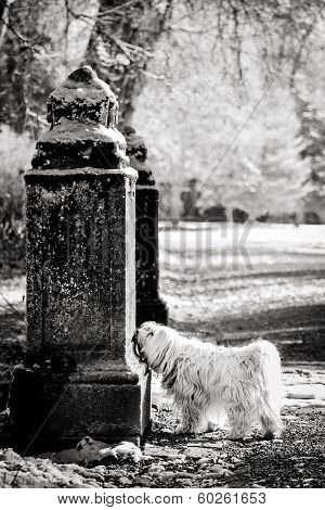 Sniff