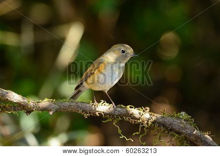 Female Himalayan Bluetail (tarsiger Rufilatus)
