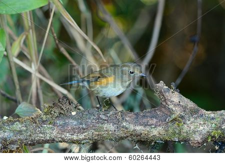 Female Himalayan Bluetail (tarsiger Rufilatus)